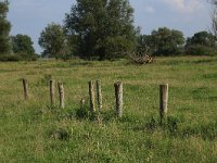 NL, Friesland, Dongeradeel, Zoutkamperplaat 65, Saxifraga-Hans Boll