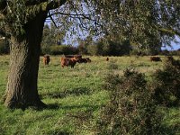 NL, Friesland, Dongeradeel, Zoutkamperplaat 7, Saxifraga-Hans Boll