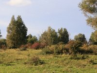 NL, Friesland, Dongeradeel, Zoutkamperplaat 9, Saxifraga-Hans Boll