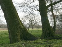 NL, Friesland, Heerenveen, Schuuregaasterveld 1, Saxifraga-Hans Boll