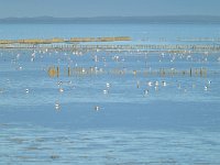 NL, Friesland, Noardeast-Fryslan, 't Skoar (Het Schoor) bij Ternaard 2, Saxifraga-Tom Heijnen