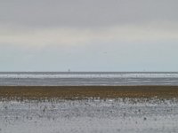 NL, Friesland, Noardeast-Fryslan, 't Skoar (Het Schoor) bij Ternaard 5, Saxifraga-Tom Heijnen