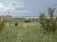 NL, Friesland, Noardeast-Fryslan, Lauwersmeer 16, Saxifraga-Willem van Kruijsbergen