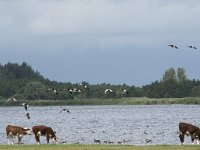 NL, Friesland, Noardeast-Fryslan, Lauwersmeer 17, Saxifraga-Willem van Kruijsbergen