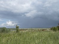 NL, Friesland, Noardeast-Fryslan, Lauwersmeer 23, Saxifraga-Willem van Kruijsbergen