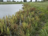 NL, Friesland, Noardeast-Fryslan, Lauwersmeer 37, Saxifraga-Willem van Kruijsbergen