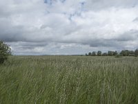 NL, Friesland, Noardeast-Fryslan, Lauwersmeer 7, Saxifraga-Willem van Kruijsbergen