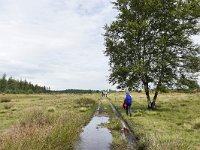 NL, Friesland, Ooststellingwerf, Aekingerzand 1, Saxifraga-Tom Heijnen