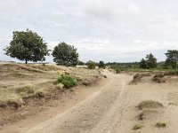 NL, Friesland, Ooststellingwerf, Aekingerzand 3, Saxifraga-Tom Heijnen