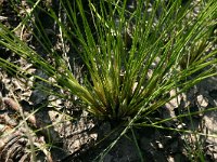 NL, Friesland, Ooststellingwerf, Aekingerzand 7, Saxifraga-Hans Boll