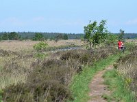 NL, Friesland, Ooststellingwerf, Fochteloerveen 1, Saxifraga-Tom Heijnen