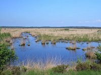 NL, Friesland, Ooststellingwerf, Fochteloerveen 3, Saxifraga-Tom Heijnen