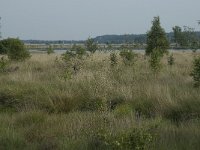 NL, Friesland, Ooststellingwerf, Fochteloerveen 4, Saxifraga-Willem van Kruijsbergen