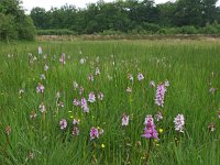 NL, Friesland, Ooststellingwerf, Stuttebosch 2, Saxifraga-Hans Dekker