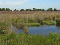 NL, Friesland, Ooststellingwerf, Wapserveld 5, Saxifraga-Hans Dekker