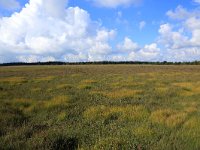 NL, Friesland, Opsterland, Bakkeveen 14, Saxifraga-Hans Boll