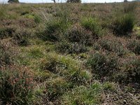 NL, Friesland, Opsterland, Bakkeveen 6, Saxifraga-Hans Boll