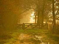 Back lit entrance gate  Back lit entrance gate to a nature reserve : Netherlands, autumn, back light, back lit, background, brown, creative nature, dutch, environment, fence, field, forest, gate, grass, green, holland, landscape, light, natural, nature, orange, path, reserve, rudmer zwerver, sky, trail, tree, trees, winter, yellow