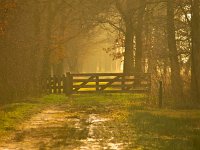 Entrance gate in yellow light  Entrance gate to a nature reserve in yellow light : Netherlands, autumn, back light, back lit, background, brown, creative nature, dutch, environment, fence, field, forest, gate, grass, green, holland, landscape, light, natural, nature, orange, path, reserve, rudmer zwerver, sky, trail, tree, trees, winter, yellow