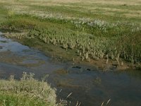 NL, Friesland, Schiermonnikoog 11, Saxifraga-Hans Boll