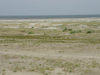 NL, Friesland, Schiermonnikoog 19, Saxifraga-Hans Boll