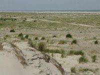 NL, Friesland, Schiermonnikoog 20, Saxifraga-Hans Boll