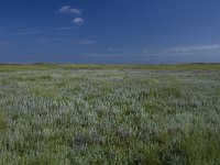 NL, Friesland, Schiermonnikoog, Oosterkwelder 48, Saxifraga-Dirk Hilbers