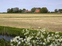 Typical rural landscape of southwestern part of Dutch province Friesland  Typical rural landscape of southwestern part of Dutch province Friesland : agricultural, agriculture, cloudscape, ditch, europe, european, farm, farmhouse, farmland, field, grass, grassland, Holland, landscape, meadow, no people, nobody, outdoors, outside, pasture, room, rural, sky, skyscape, cow parsly, flora, floral, natural, nature, non-urban-scene, parsley, rural scene