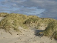 NL, Friesland, Terschelling, Boschplaat 11, Saxifraga-Marijke Verhagen