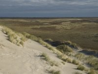 NL, Friesland, Terschelling, Boschplaat 12, Saxifraga-Jan van der Straaten