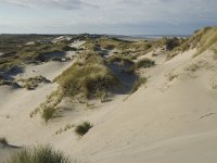 NL, Friesland, Terschelling, Boschplaat 13, Saxifraga-Jan van der Straaten