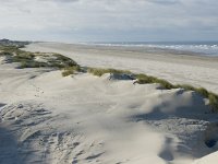 NL, Friesland, Terschelling, Boschplaat 18, Saxifraga-Jan van der Straaten