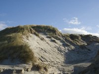 NL, Friesland, Terschelling, Boschplaat 26, Saxifraga-Jan van der Straaten