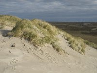 NL, Friesland, Terschelling, Boschplaat 3, Saxifraga-Jan van der Straaten