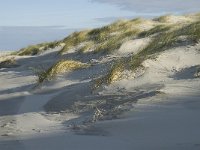 NL, Friesland, Terschelling, Boschplaat 44, Saxifraga-Jan van der Straaten