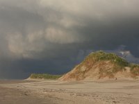 NL, Friesland, Terschelling, Boschplaat 46, Saxifraga-Hans Boll