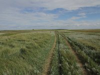 NL, Friesland, Terschelling, Boschplaat 54, Saxifraga-Dirk Hilbers