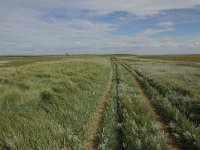 NL, Friesland, Terschelling, Boschplaat 55, Saxifraga-Dirk Hilbers