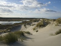 NL, Friesland, Terschelling, Boschplaat 6, Saxifraga-Marijke Verhagen