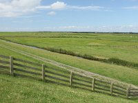 NL, Friesland, Terschelling, Boschplaat 61, Saxifraga-Dirk Hilbers