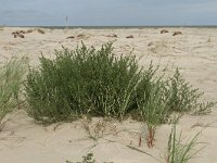 NL, Friesland, Terschelling, Boschplaat 72, Saxifraga-Dirk Hilbers