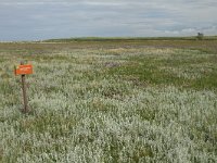 NL, Friesland, Terschelling, Boschplaat 80, Saxifraga-Dirk Hilbers