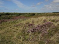 NL, Friesland, Terschelling, De Grie 11, Saxifraga-Dirk Hilbers