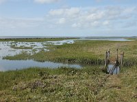 NL, Friesland, Terschelling, De Grie 21, Saxifraga-Dirk Hilbers