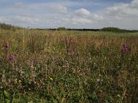 NL, Friesland, Terschelling, De Grie 4, Saxifraga-Dirk Hilbers