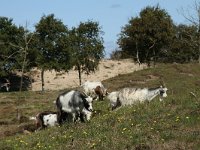 NL, Friesland, Terschelling, De Grie 40, Saxifraga-Dirk Hilbers