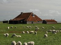 NL, Friesland, Terschelling, De Grie 44, Saxifraga-Dirk Hilbers