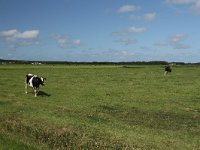 NL, Friesland, Terschelling, De Grie 46, Saxifraga-Dirk Hilbers