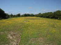 NL, Friesland, Terschelling, De Grie, 1, Saxifraga-Dirk Hilbers