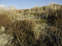 NL, Friesland, Terschelling, Griltjeplak 18, Saxifraga-Marijke Verhagen